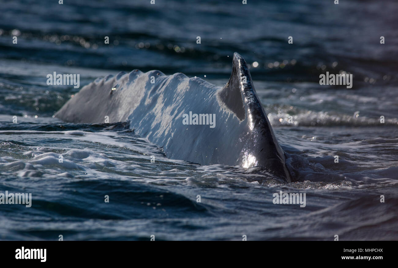 HumpBack Whale (Megaptera novaeangliae) violare in British Columbia Canada Foto Stock