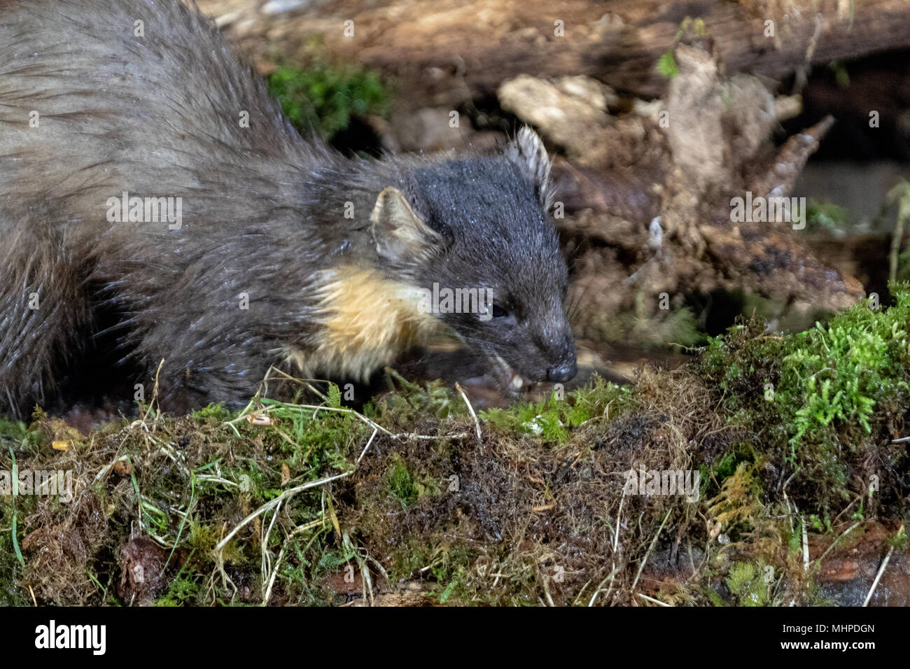 Martora (Martes martes) alla ricerca di cibo su log in Scozia, Regno Unito Foto Stock