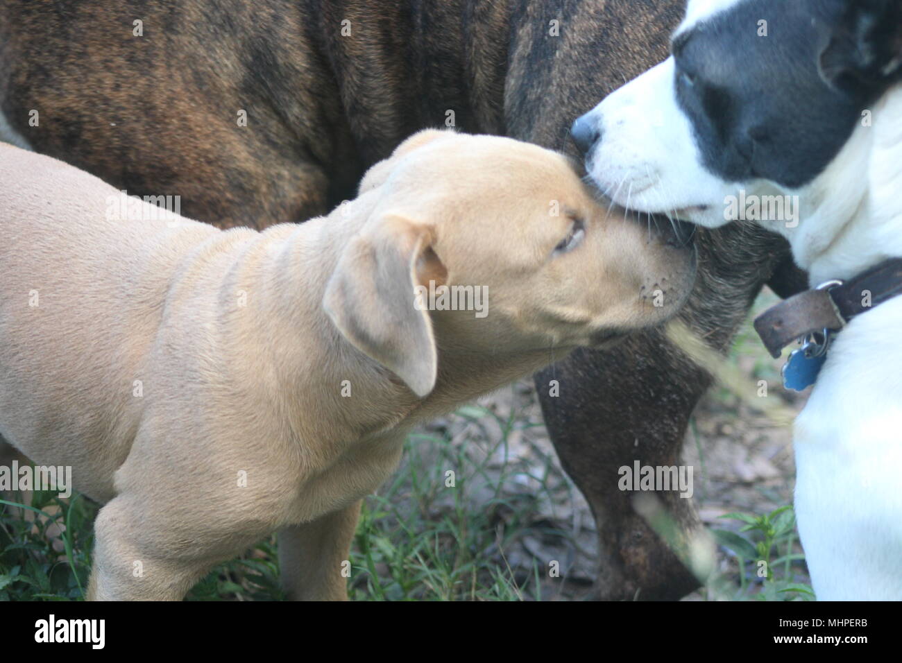 Quattro zampe cuori di oro Foto Stock