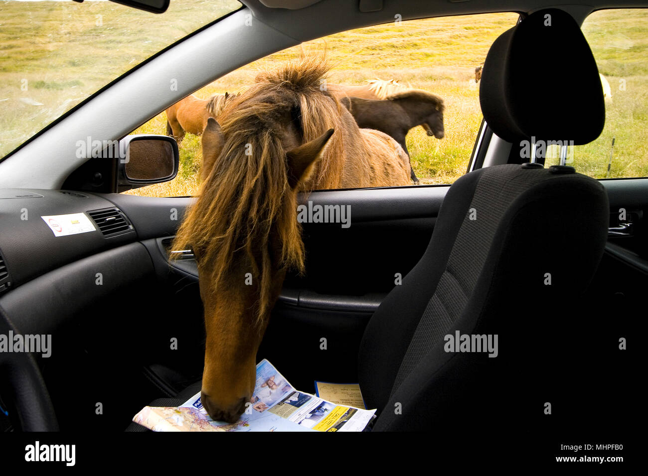 Cavallo di auto attacco. L'Islanda Foto Stock