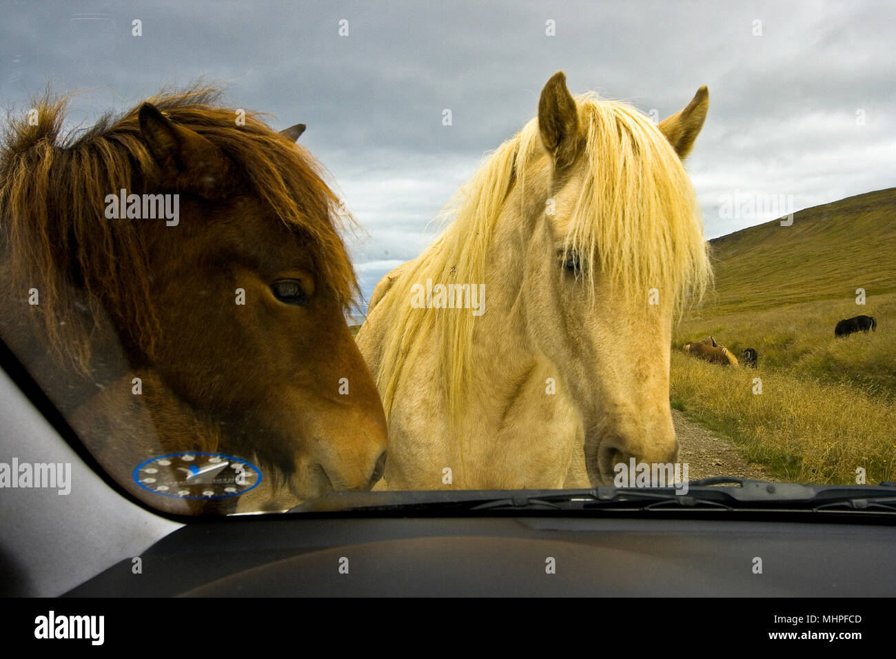 I cavalli di auto attacco. L'Islanda Foto Stock