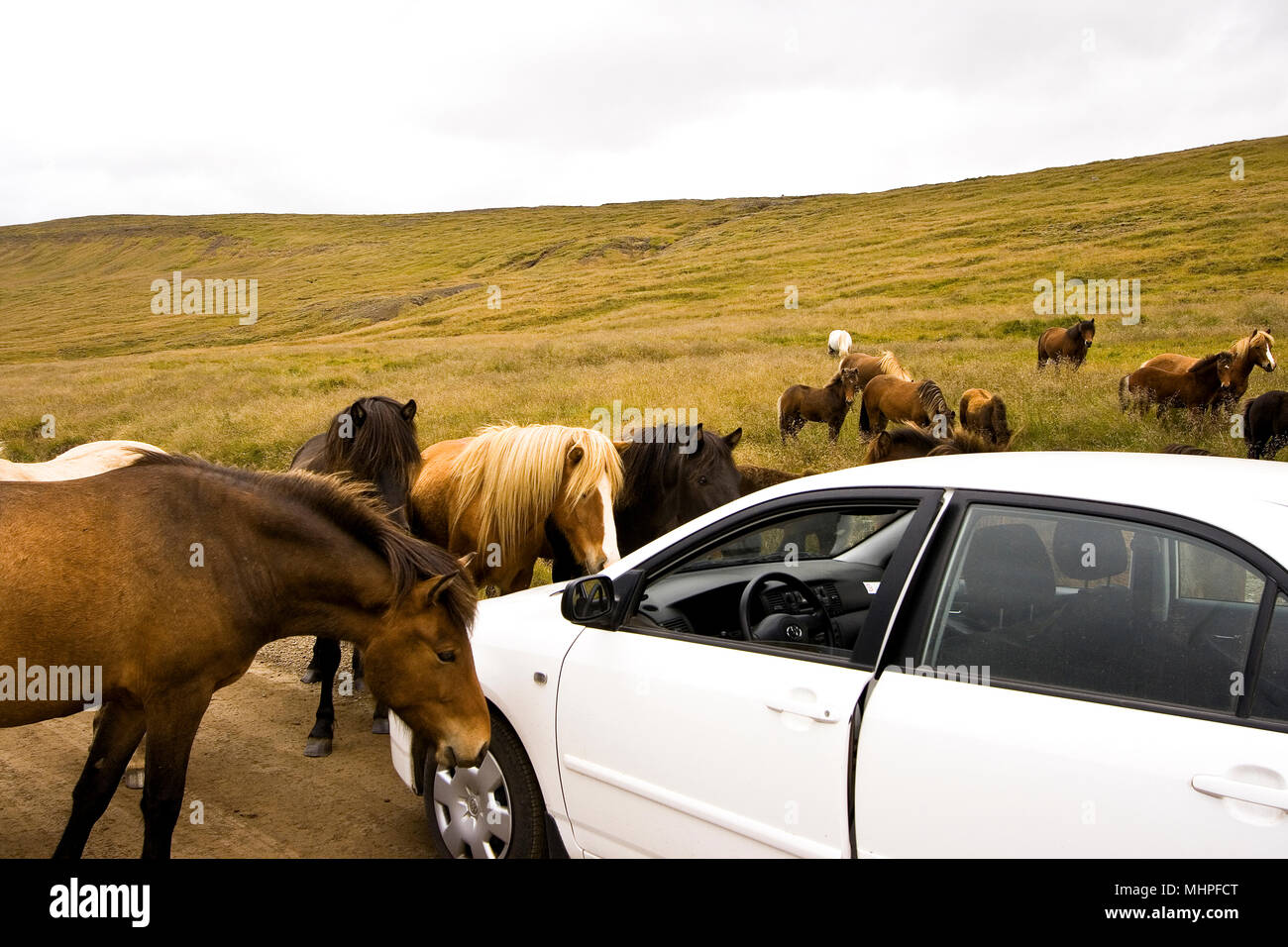 Cavallo di auto attacco. L'Islanda Foto Stock