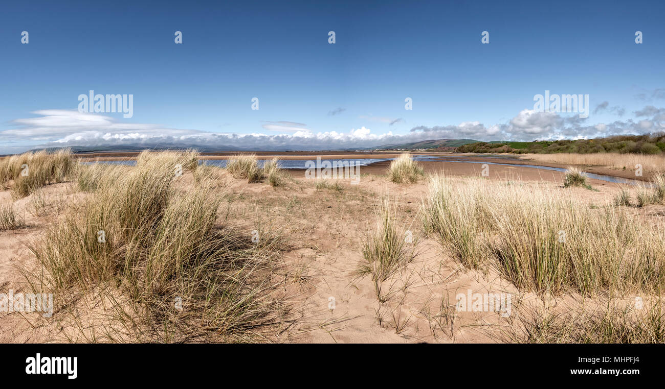 Haws Sandscale National Trust riserva naturale Foto Stock