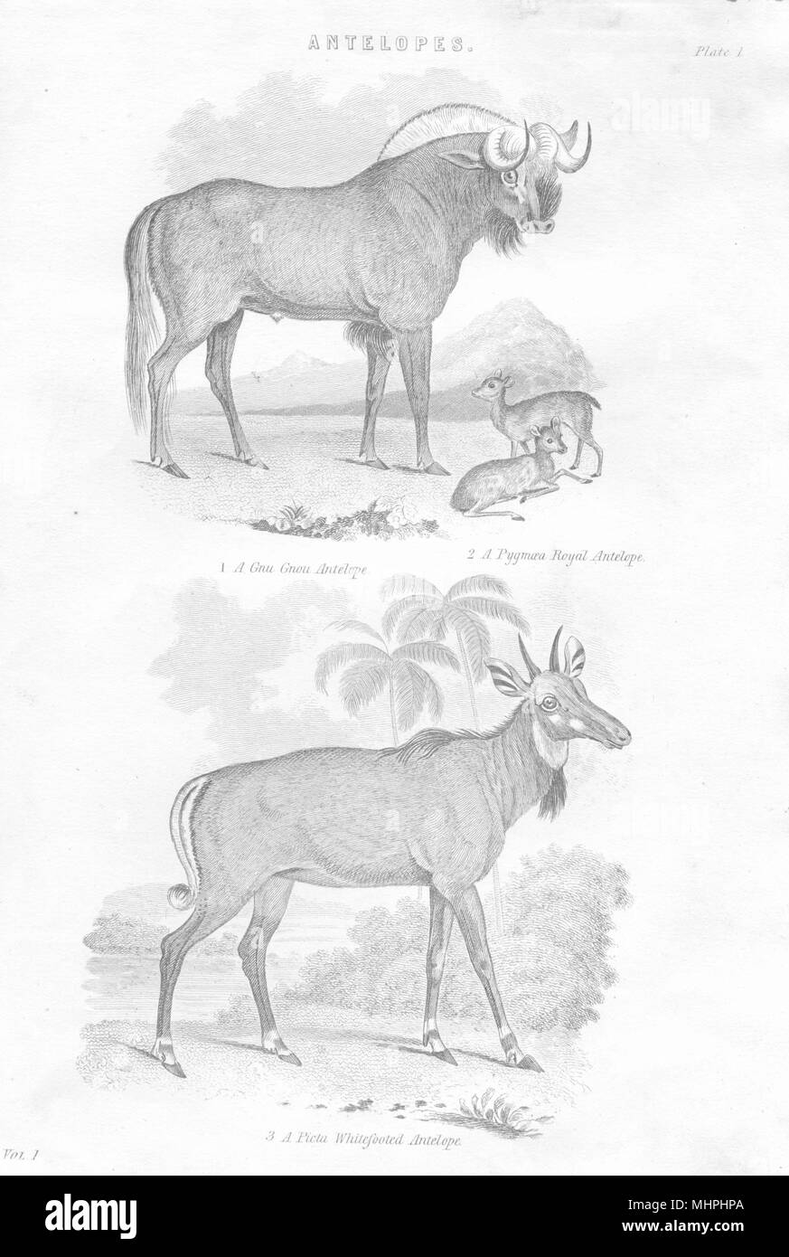 Mammiferi. Antilopi; gnu gnou Antelope; Pygmaea Royal; Picta Whitefooted 1880 Foto Stock