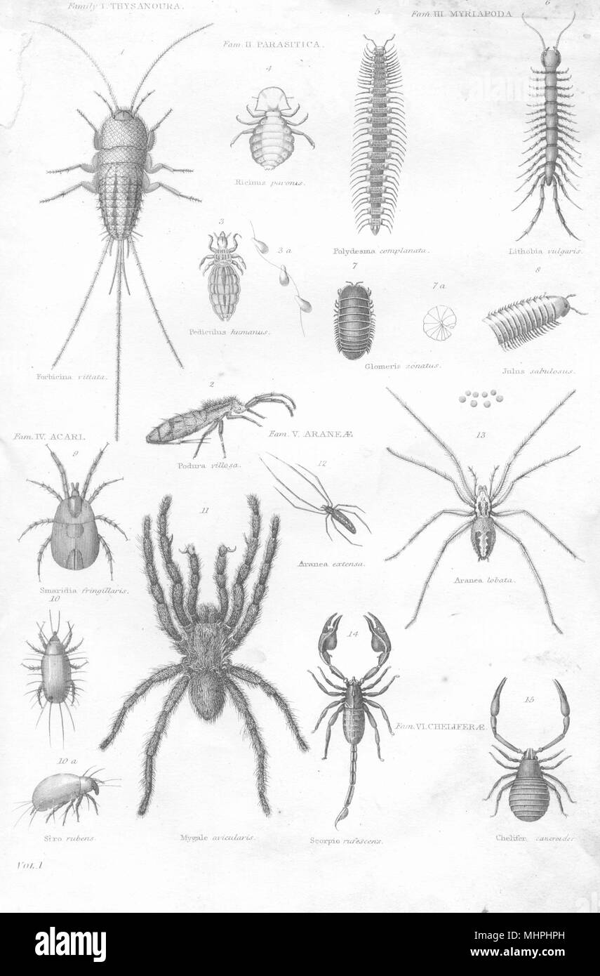 Ragni. Arachnida; Forbicina Vittata; Podura Villosa; Pediculus humanus 1880 Foto Stock