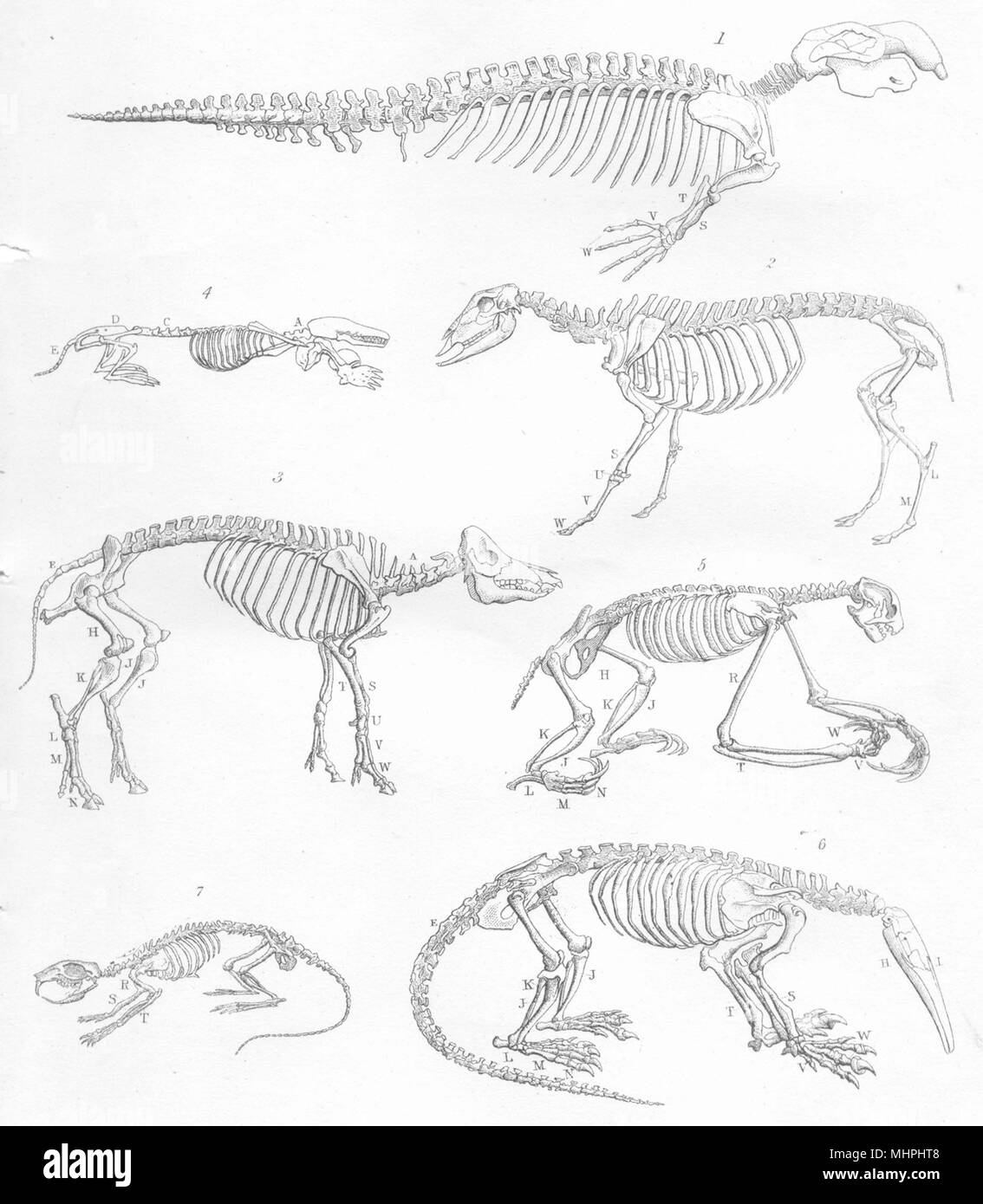 Scheletri. Dugongo; gli ovini; Hog; mus rattus. Ratto nero 1880 antica stampa Foto Stock