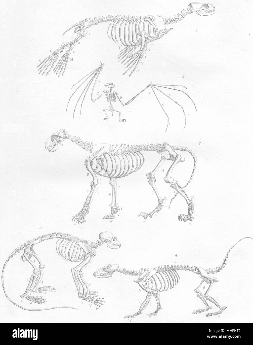 Scheletri. La guarnizione di tenuta Lion; Bat; Coati- mondi; Lotong 1880 antica stampa Foto Stock