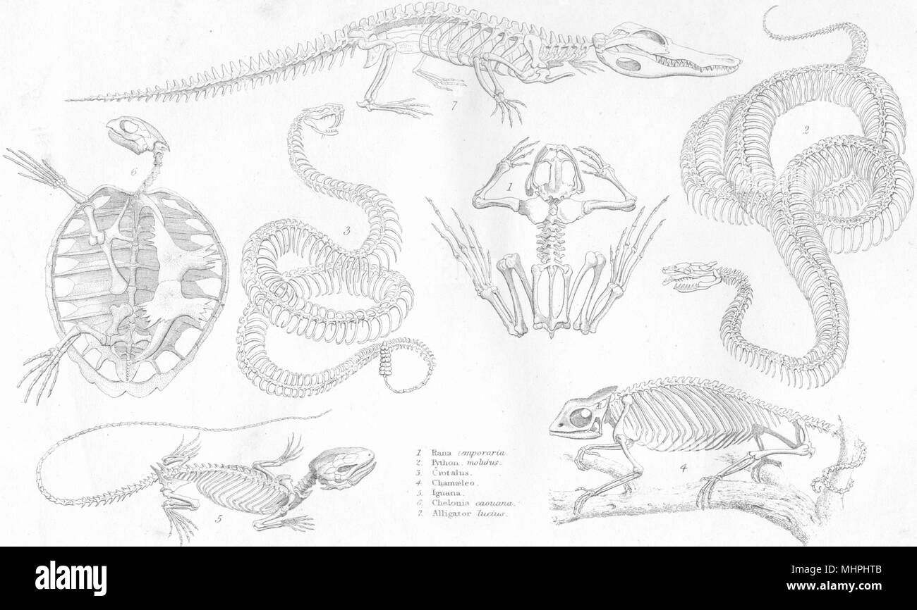 Scheletri.rettili;Rana;Python;Crotalus;Chamaeleo;Iguana;Chelonia;Alligator 1880 Foto Stock
