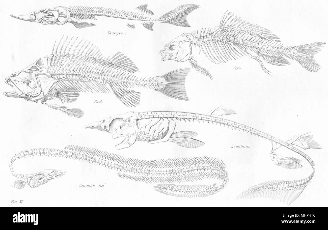 Biologia. Scheletri di pesci;;; Storione carpa; pesce persico; Acanthias; Cmn Anguilla 1880 Foto Stock