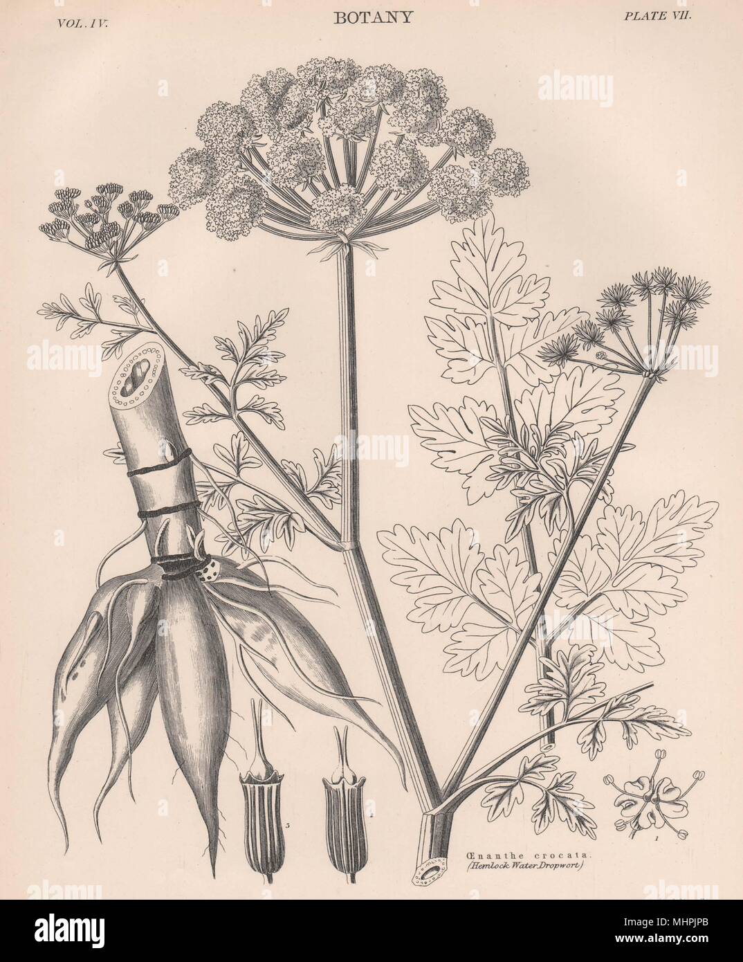 Oenanthe Crocata (Hemlock acqua Dropwort) 1898 antica immagine di stampa Foto Stock