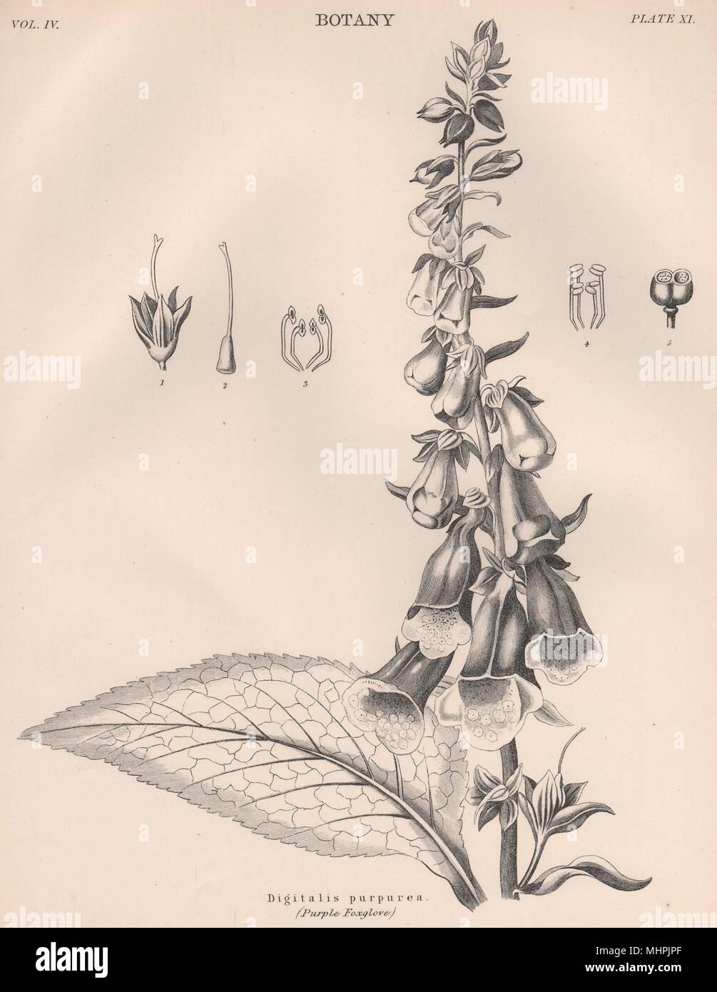 Digitalis purpurea (Viola Foxglove) 1898 antica vintage delle immagini di stampa Foto Stock