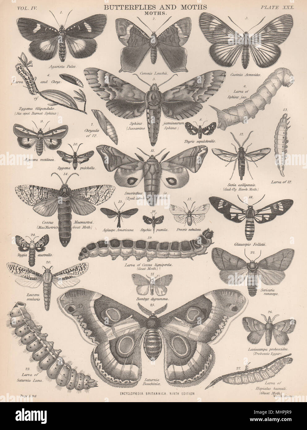 Falene Jessamine Sphinx Eyed Hawk/Gad-fly Hawk/Mac Murtrie delle capre/Ghost Moth 1898 Foto Stock