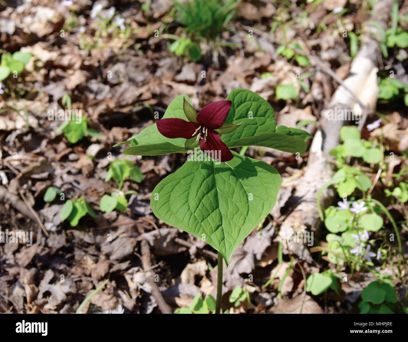 Wake robin red trillium emergenti in una foresta di primavera. Foto Stock