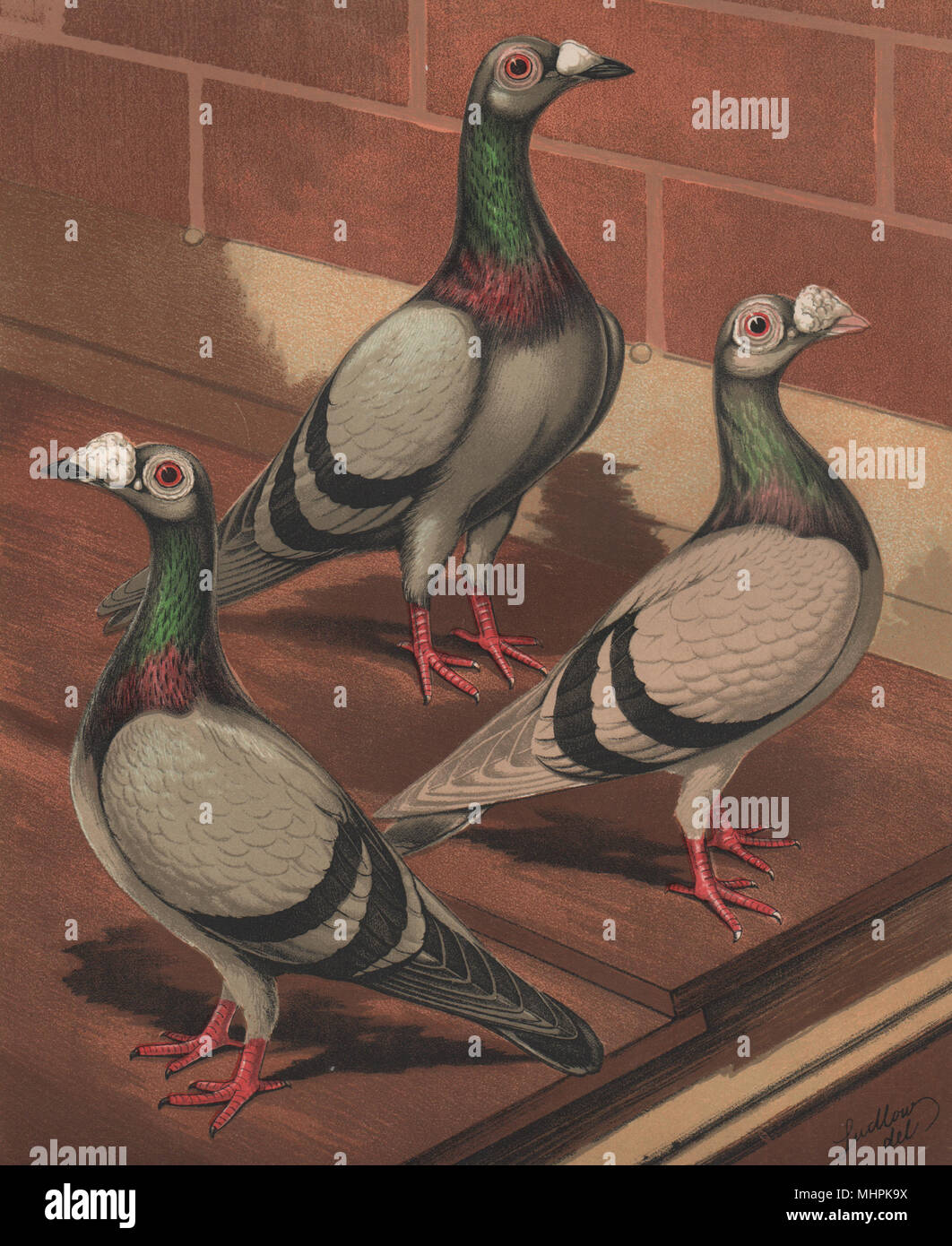 I piccioni. Giovane e vecchio blu e argento e Dun dragoni. (Londra Fancy) 1880 stampare Foto Stock