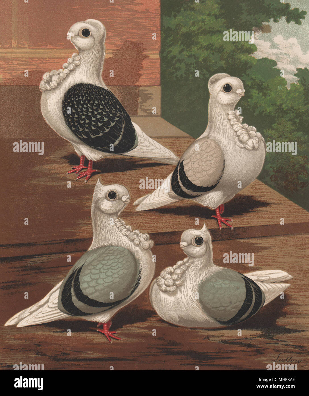 I piccioni. Turbits; Checkr blu e argento. corona shell; punto blu cresta 1880 Foto Stock