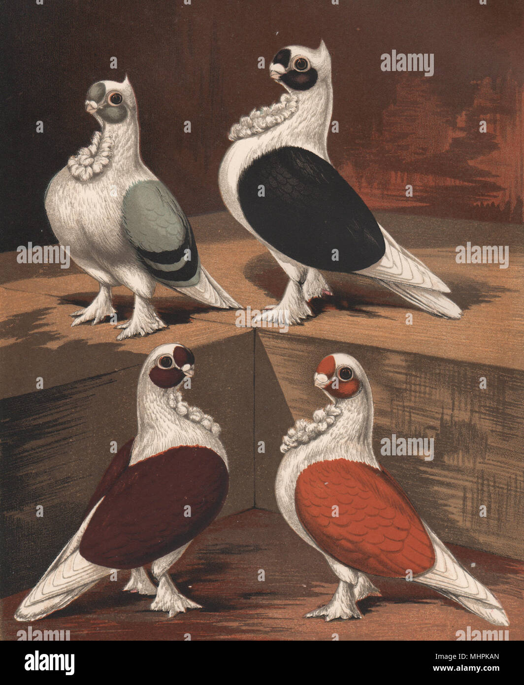 I piccioni. Turbiteens. Blu e nero (crested); il rosso e il giallo (pianura intitolata) 1880 Foto Stock