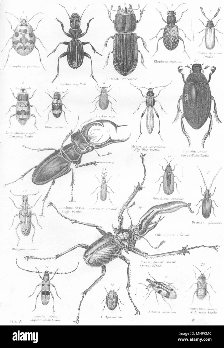 Coleotteri.seppellendo;fly-simili;acqua;stag;Scissor-Jawed;Muschio alpino;formiche nido 1880 Foto Stock