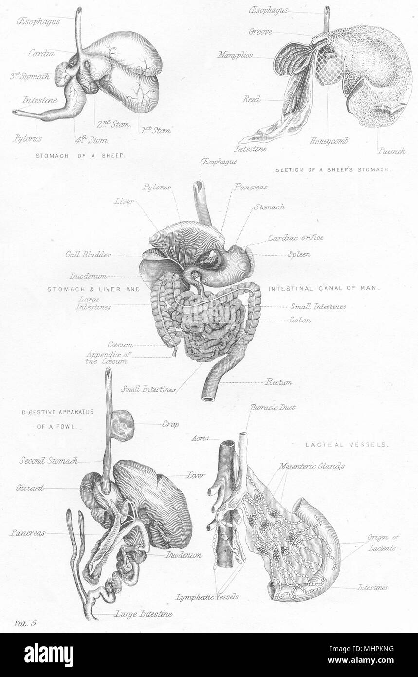 MEDICAL. La digestione 1880 antica vintage delle immagini di stampa Foto Stock
