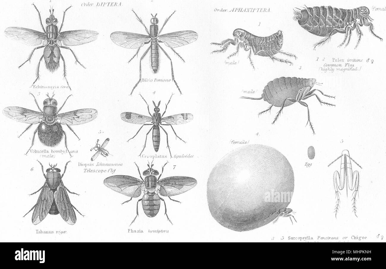 Ditteri. Echinomyia ferd; Bibio Pomonoe; Volucella bombylans; Telescopio fly 1880 Foto Stock
