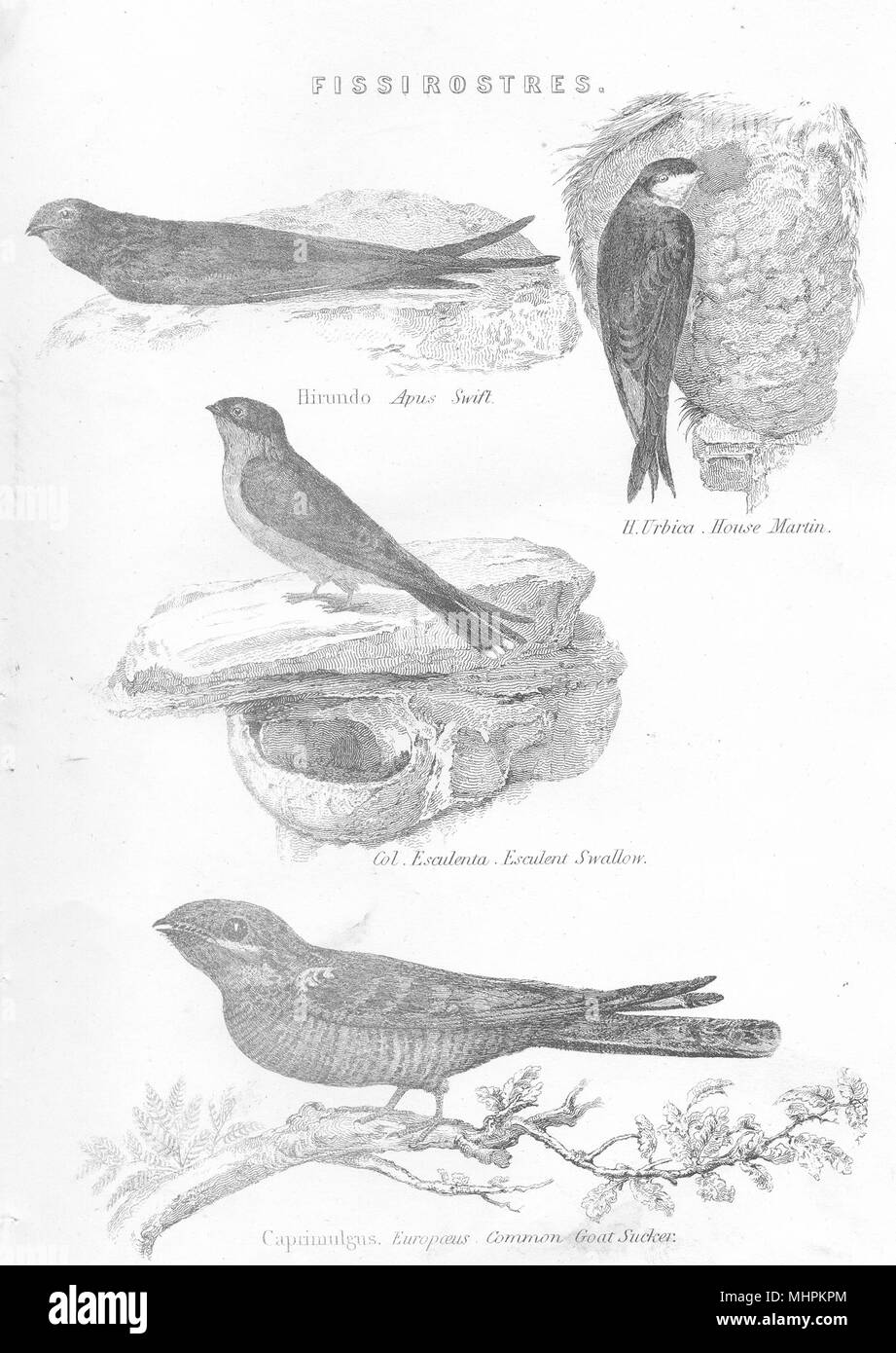 Gli uccelli. Fissirostres; Swift; House Martin; Swallow; comune ventosa di capra 1880 Foto Stock