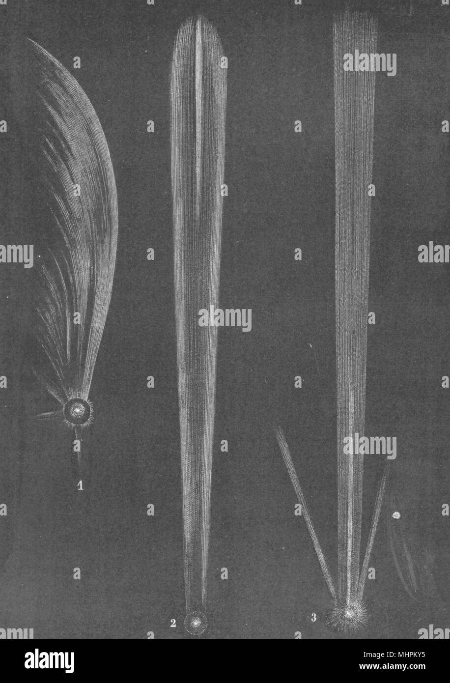 Comete. Comete del 1577, 1680 e 1769; Gemma, Sturm, Messier 1877 antica stampa Foto Stock