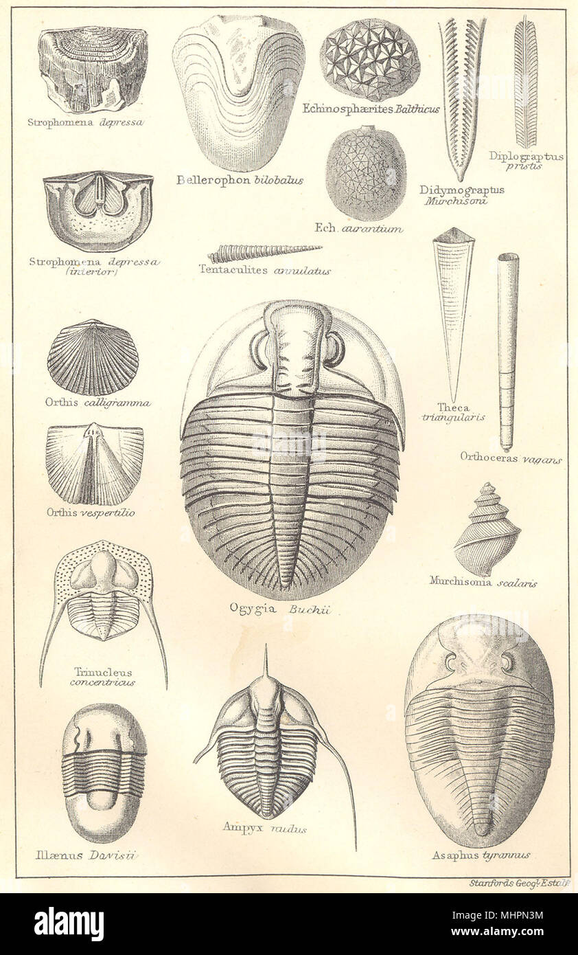 BRITISH fossili. Ordovician. STANFORD 1880 antica vintage delle immagini di stampa Foto Stock