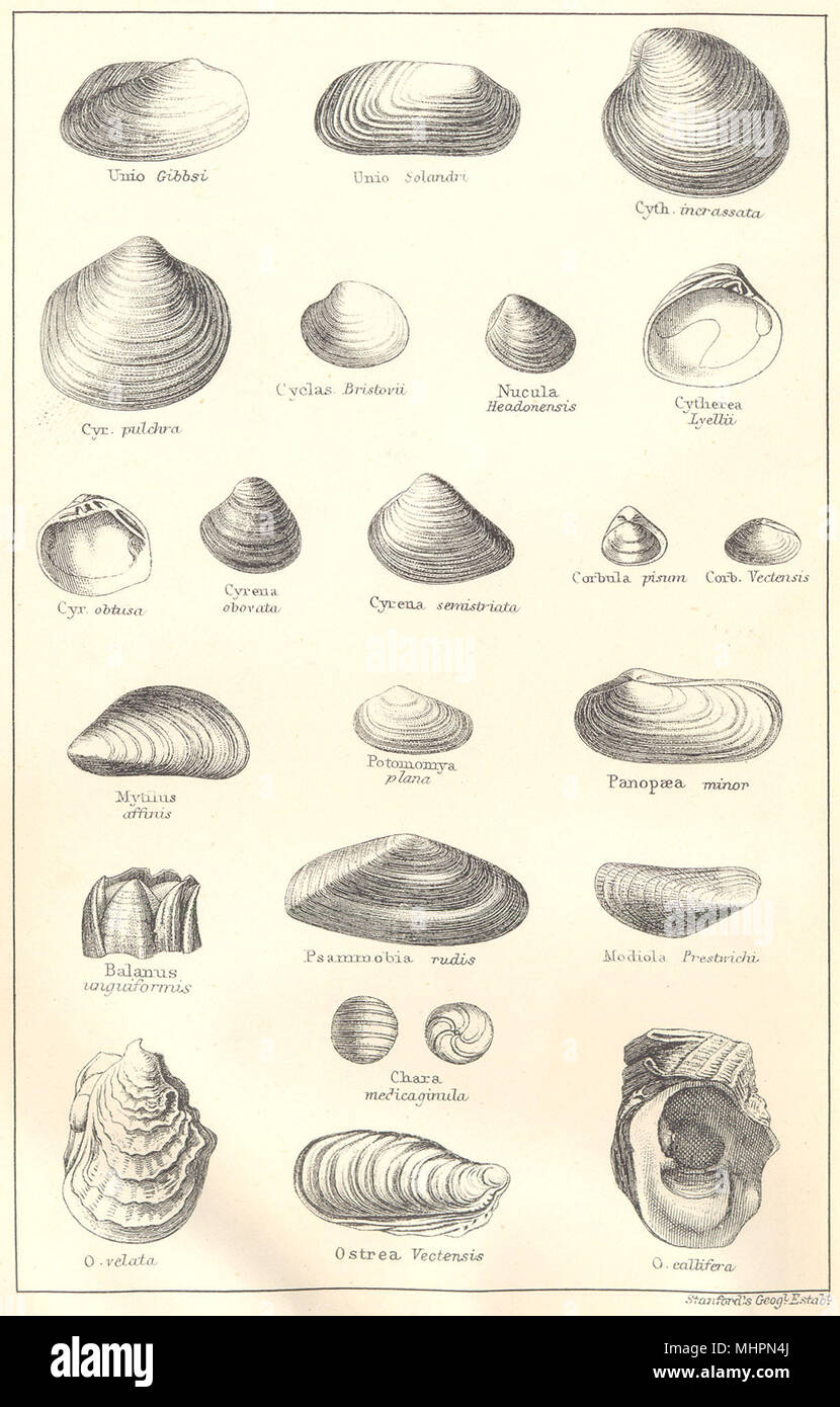 BRITISH fossili. Il Oligocene. Molluschi. STANFORD 1880 antica immagine di stampa Foto Stock