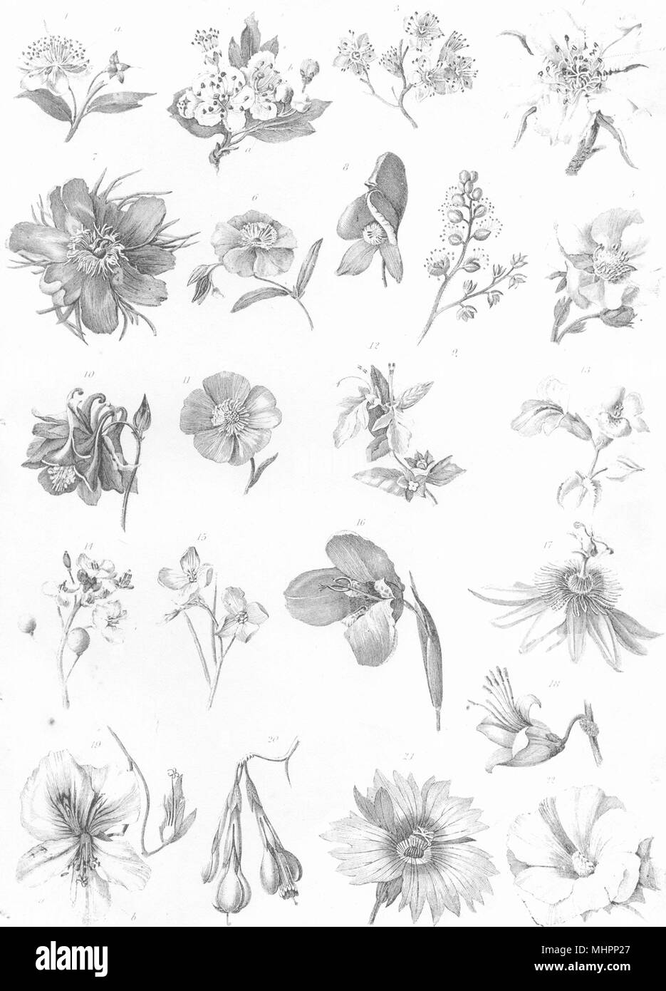 Piante. La botanica (3) 1880 antica vintage delle immagini di stampa Foto Stock