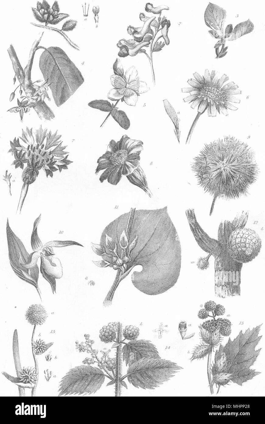 Piante. La botanica (4) 1880 antica vintage delle immagini di stampa Foto Stock