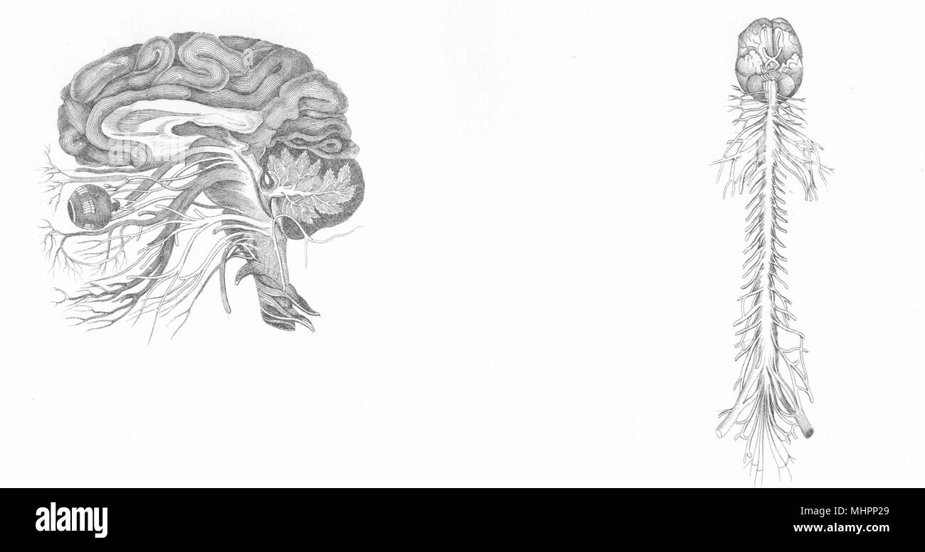 Anatomia. Il cervello; & nervi cerebrali dell'uomo; Midollo Spinale 1880 antica stampa Foto Stock