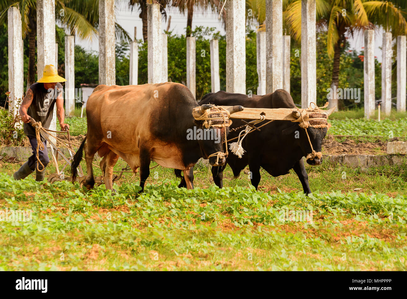 Vinales, Cuba - 6 Dicembre 2017: contadino cubano con buoi aratro in Vinales Valley Foto Stock