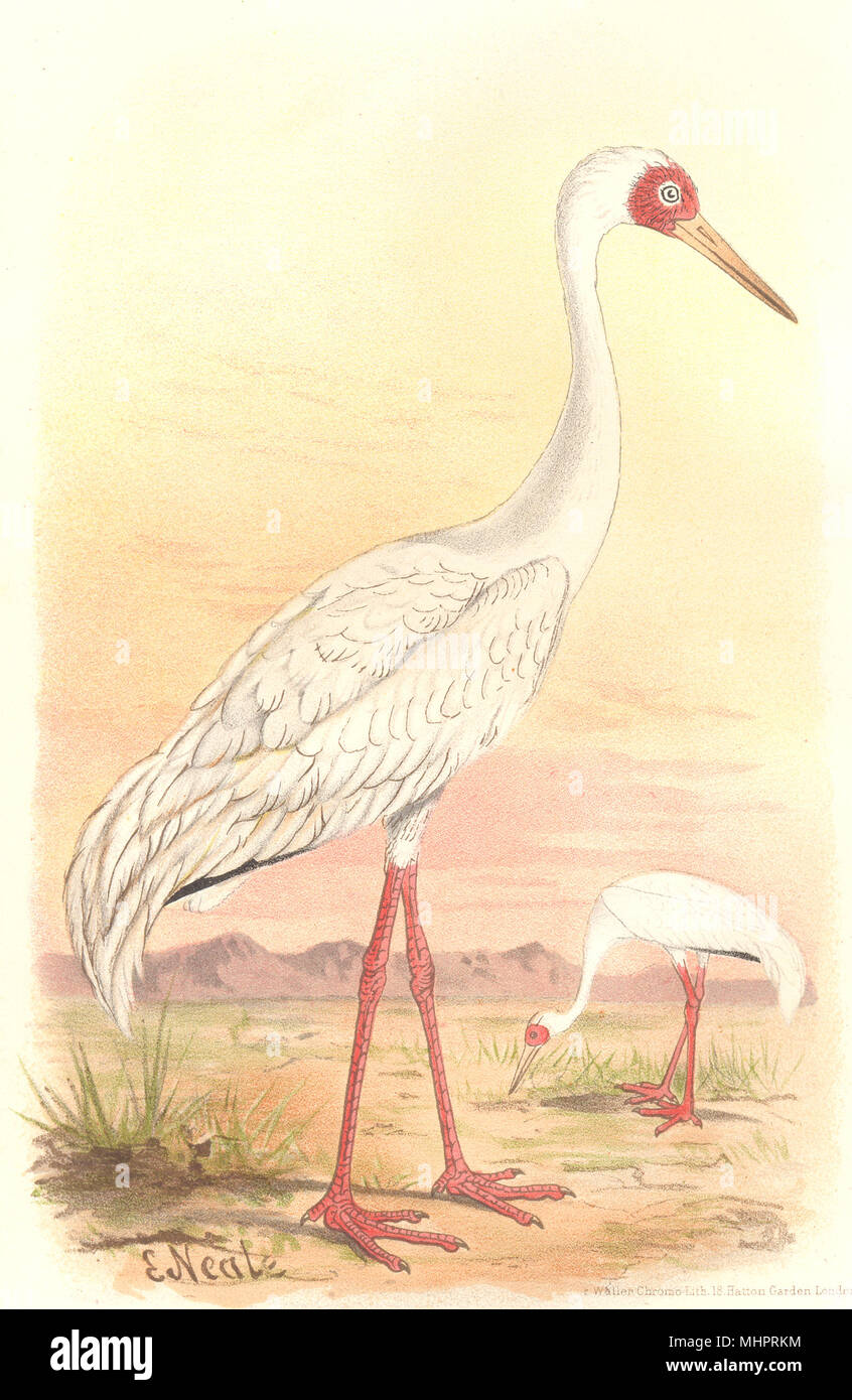 Gioco indiano uccelli. La Gru bianca (Grus Leucoceranus). Chromolithograph. FINN 1915 Foto Stock
