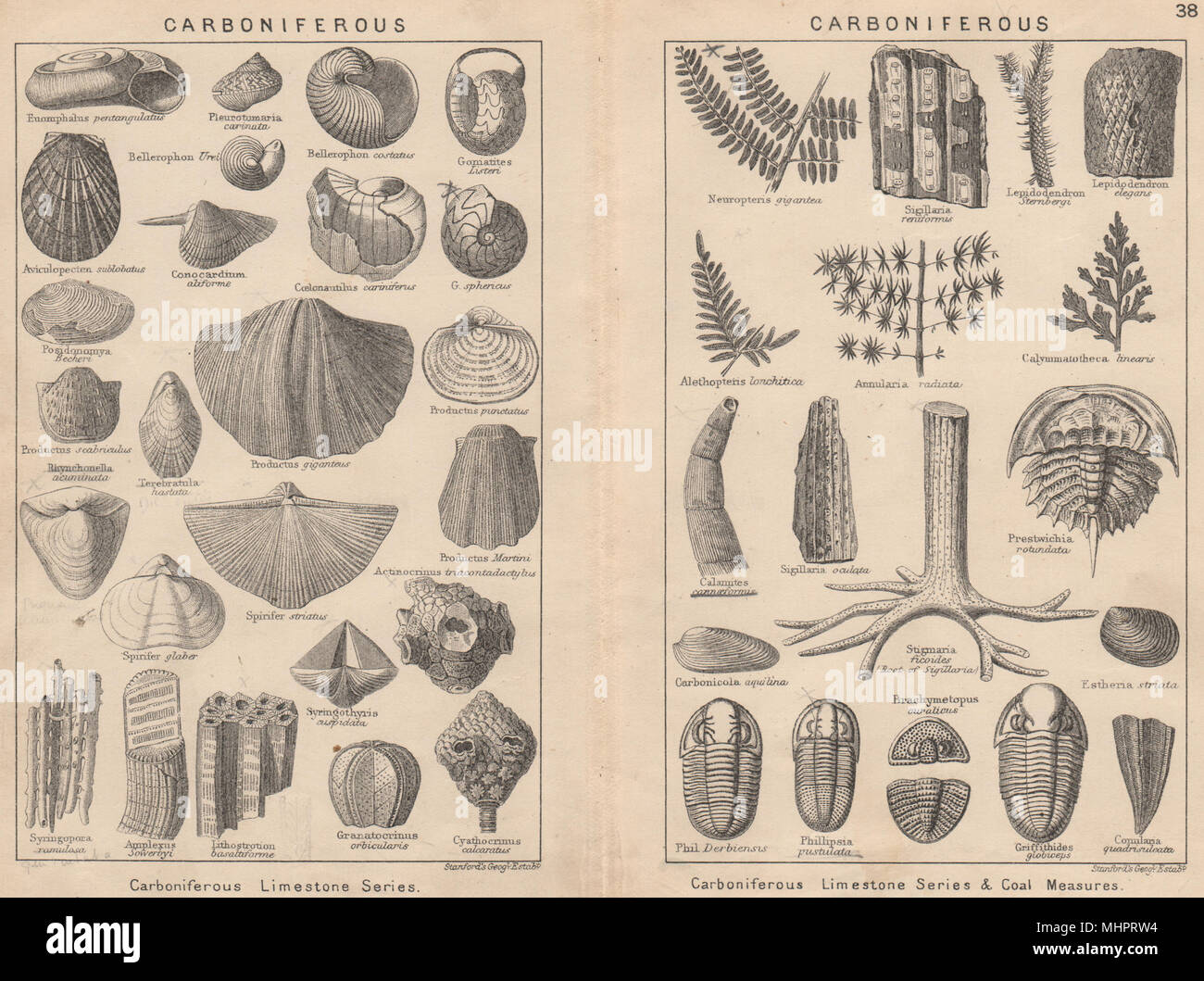 BRITISH fossili. Carbonifero. STANFORD 1913 antica immagine di stampa Foto Stock