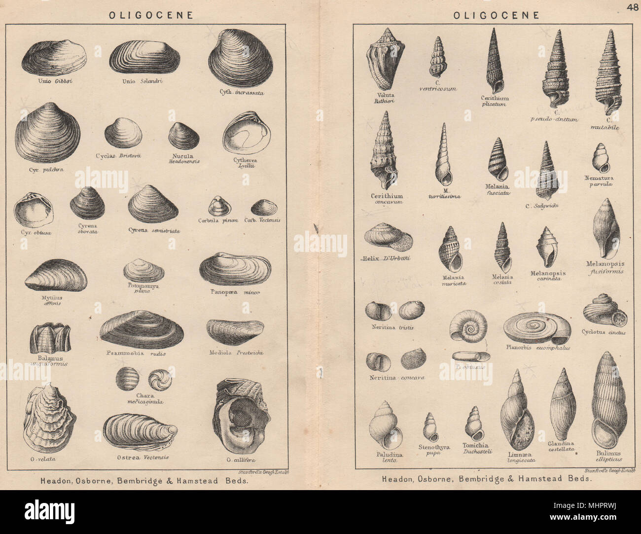BRITISH fossili. Il Oligocene. STANFORD 1913 antica vintage delle immagini di stampa Foto Stock
