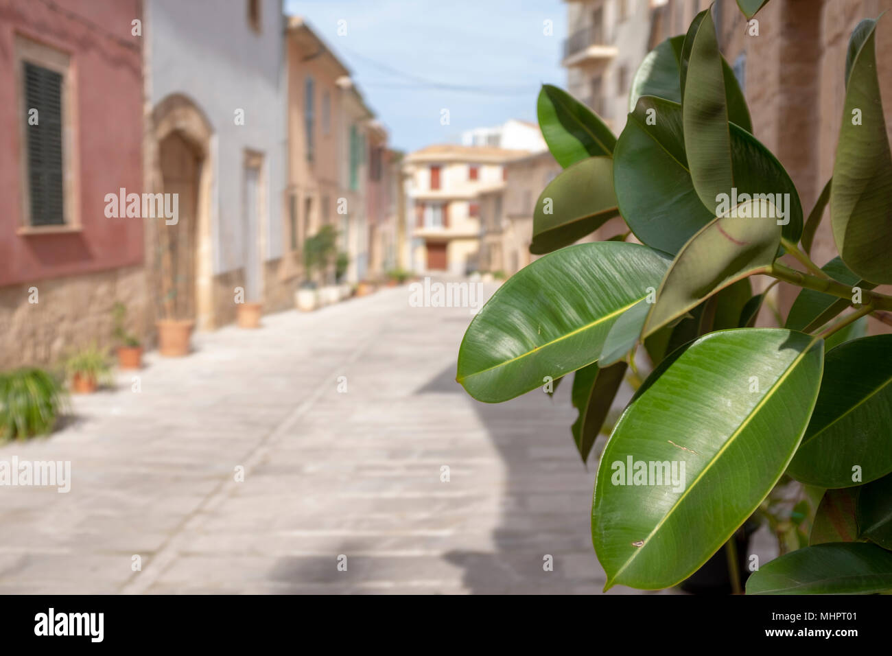 Impianto di gomma in una strada di Alcudia, Mallorca, Spagna. Foto Stock