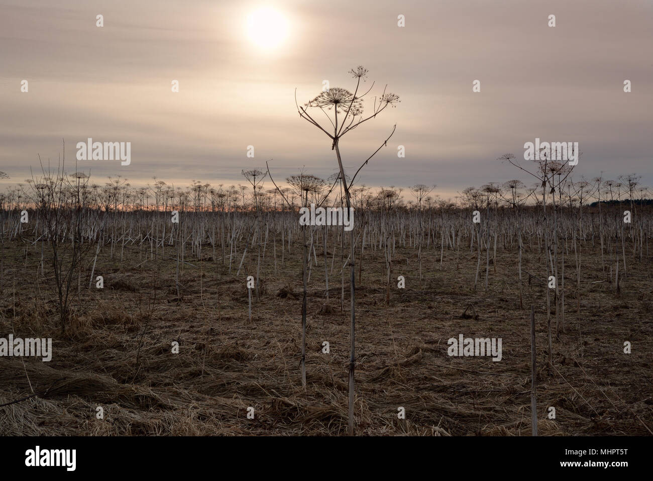 Essiccato cow-pastinaca contro il cielo mattutino e campo di erba Foto Stock