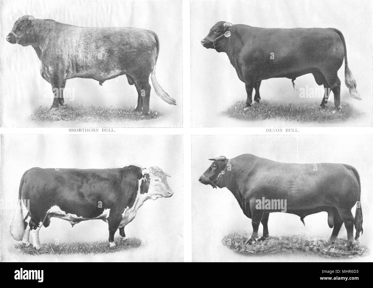 Inglese razze di bovini. Shorthorn South Devon Hereford bull cow 1910 antica stampa Foto Stock
