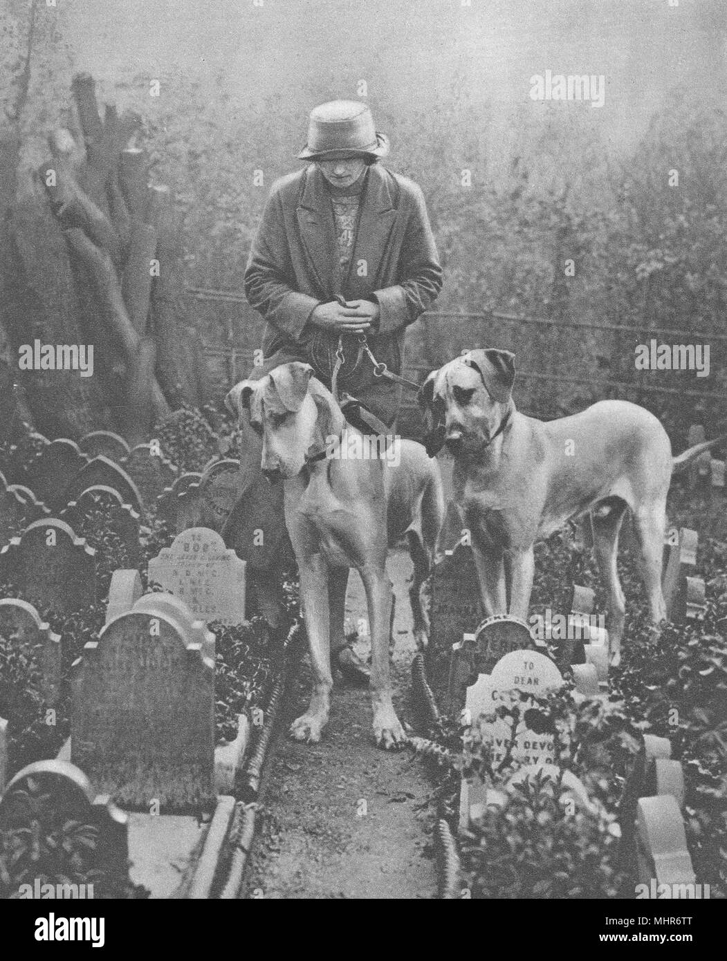 Londra. Grande danesi nel cimitero di cani, Victoria Gate, Bayswater Road 1926 Foto Stock