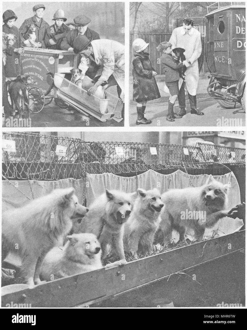 Il BENESSERE DEGLI ANIMALI.cane ambulanze.nazionale Difesa canini League. Londra 1926 Foto Stock