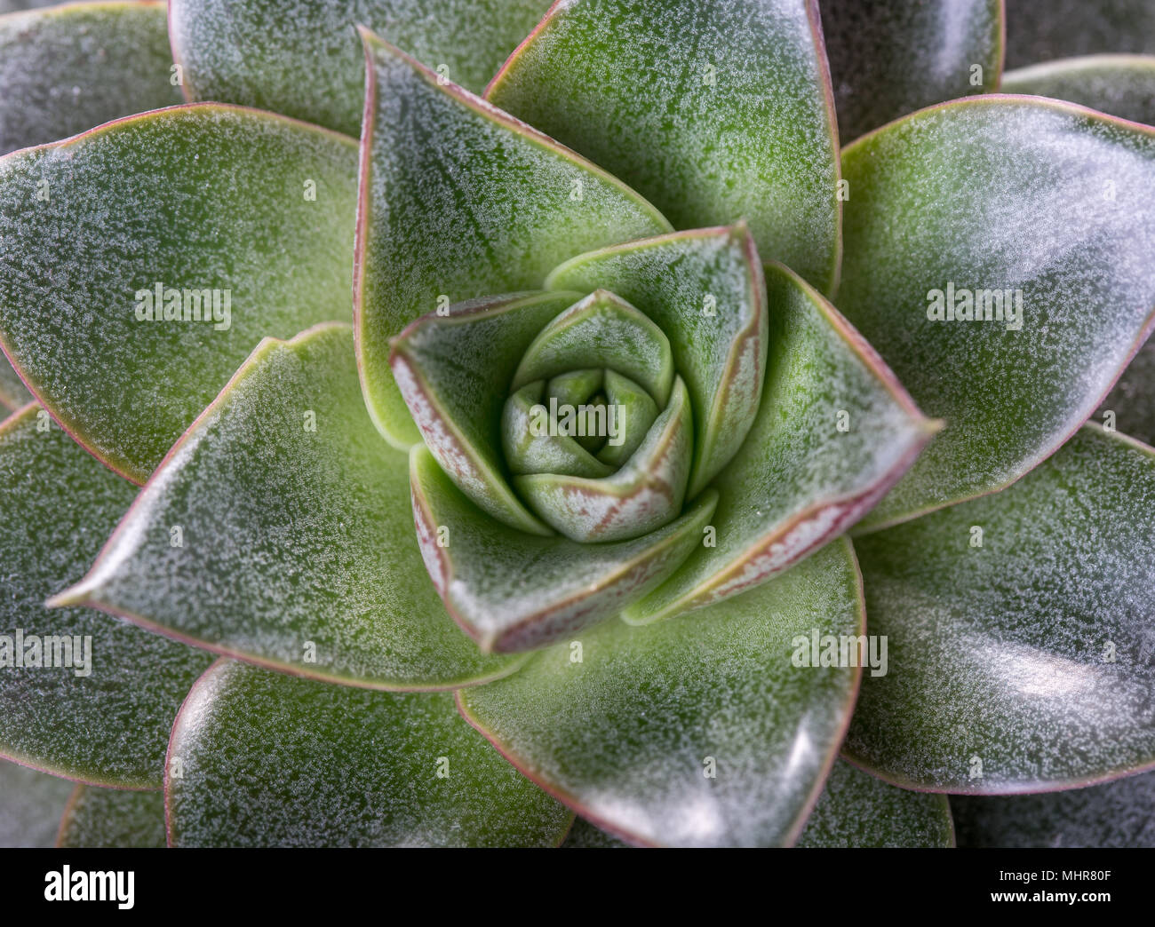 Echeveria succulente flower green close-up, vista dall'alto, macro shot, simmetria nella natura Foto Stock
