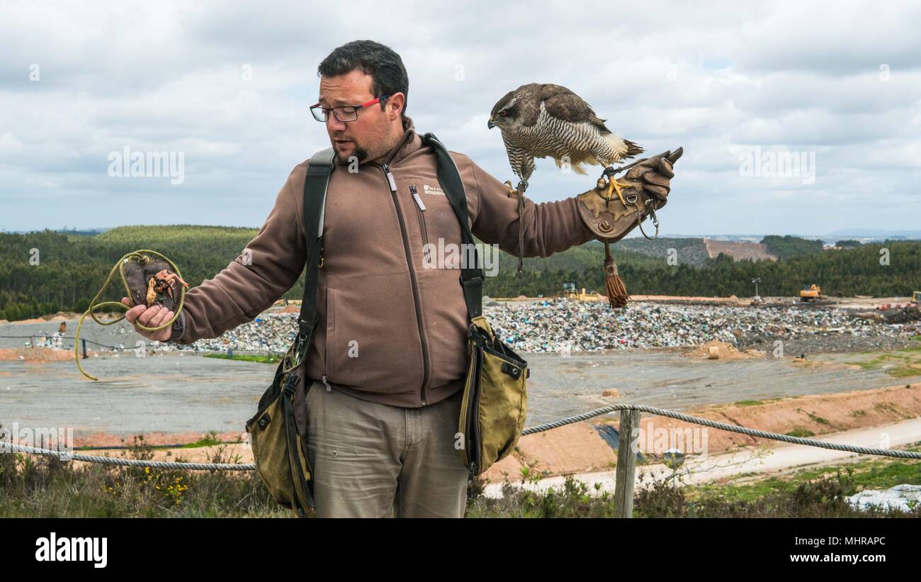 Falco addestrato Foto Stock