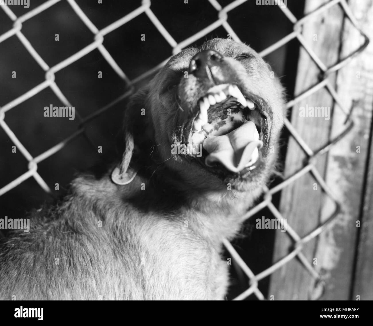 Il comportamento aggressivo di un canino in gabbia, sospettata di rabbioso, 1980. Immagine cortesia di centri per il controllo delle malattie (CDC). () Foto Stock