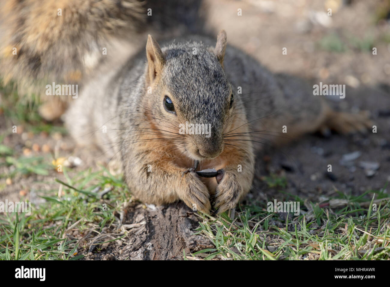 Eastern Fox Squirrel, Fox Squirrel, Bryant's Fox Squirrel - Sciurus niger Foto Stock