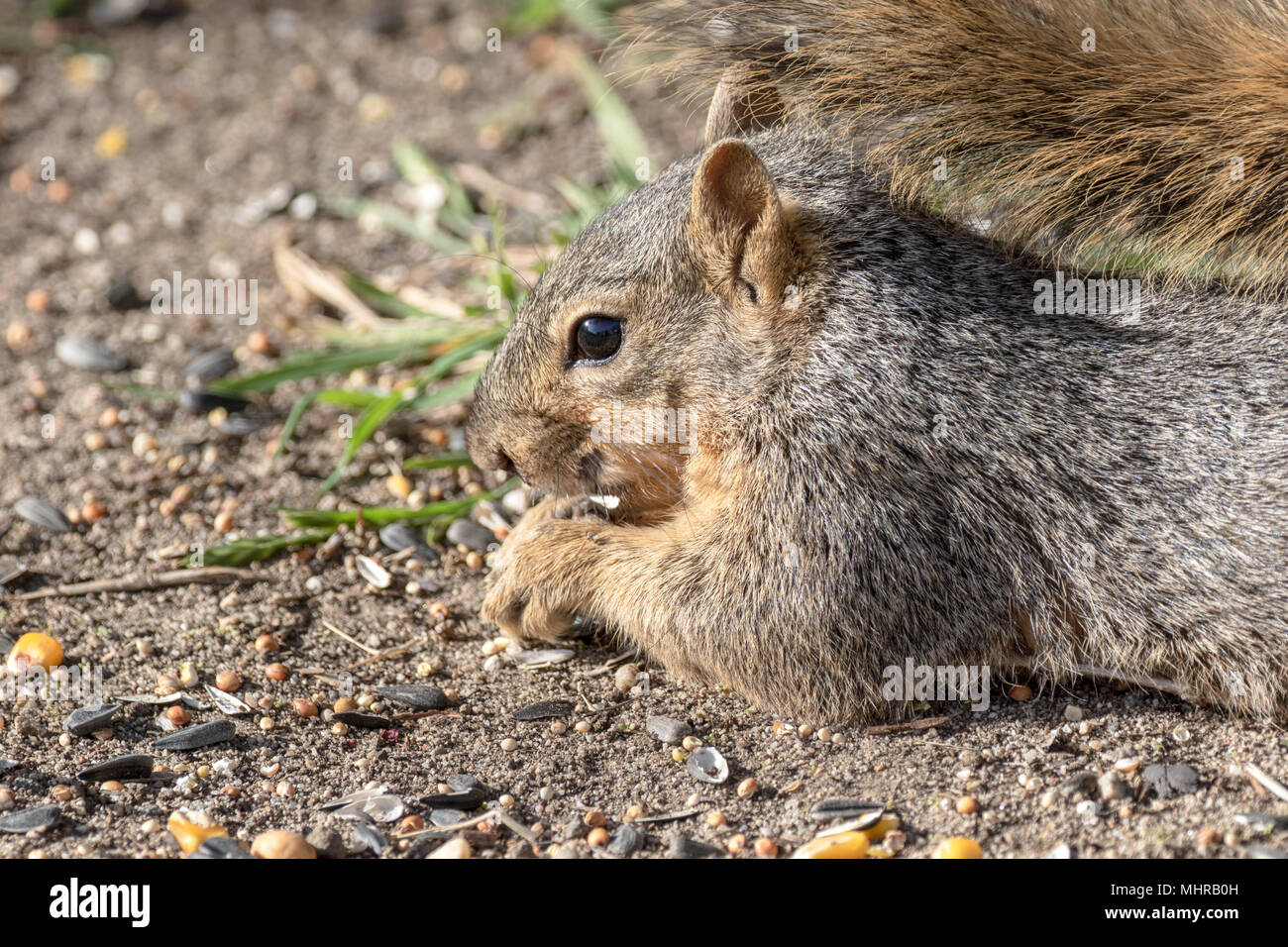 Eastern Fox Squirrel, Fox Squirrel, Bryant's Fox Squirrel - Sciurus niger Foto Stock