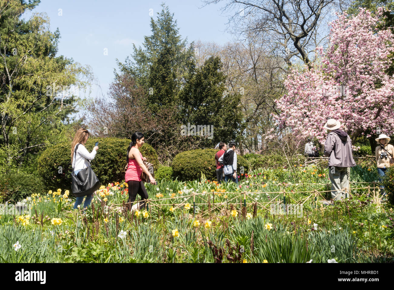 Shakespeare Garden è bellissimo con fiori di primavera, il Central Park di New York City, Stati Uniti d'America Foto Stock