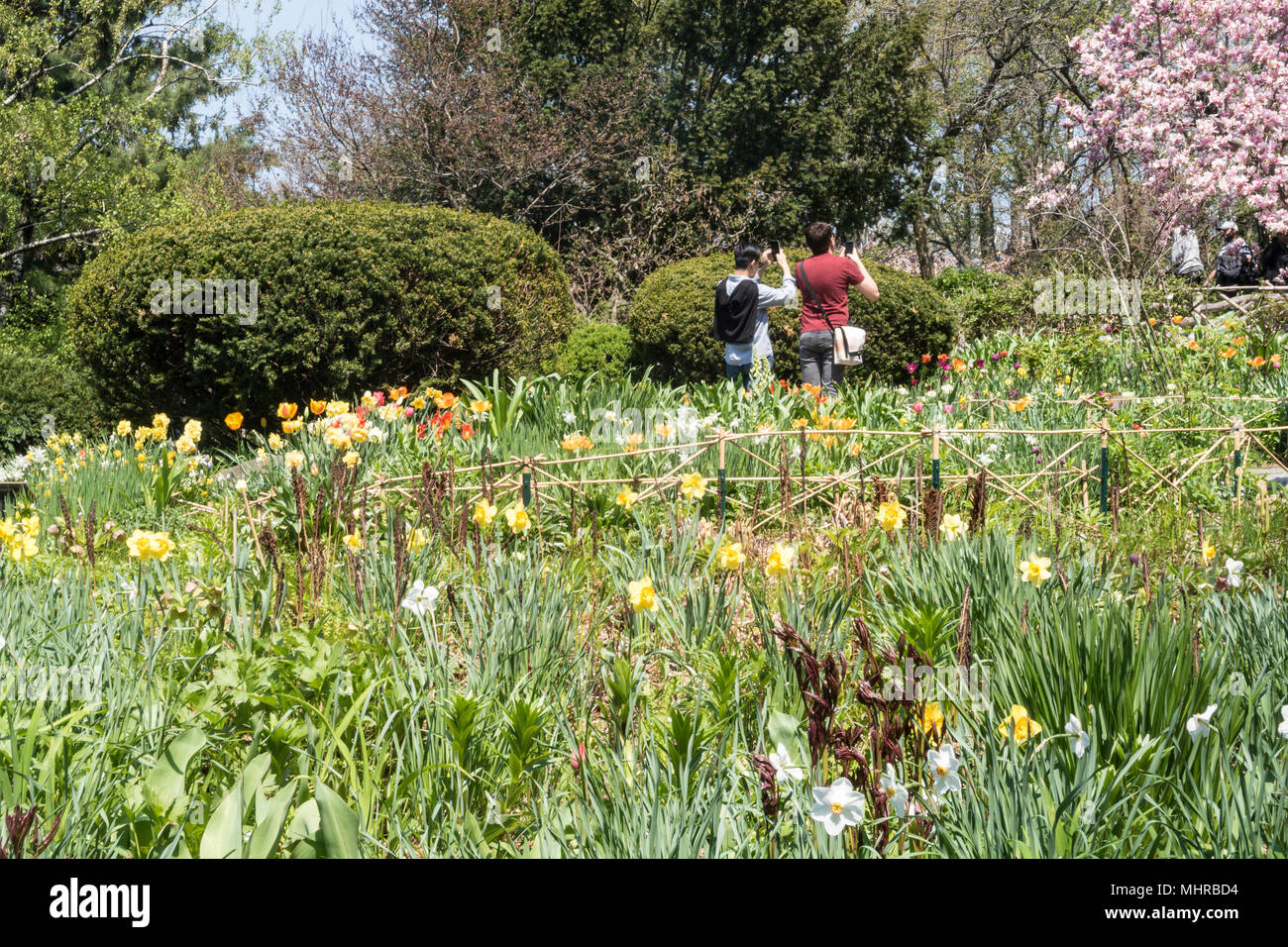 Shakespeare Garden è bellissimo con fiori di primavera, il Central Park di New York City, Stati Uniti d'America Foto Stock