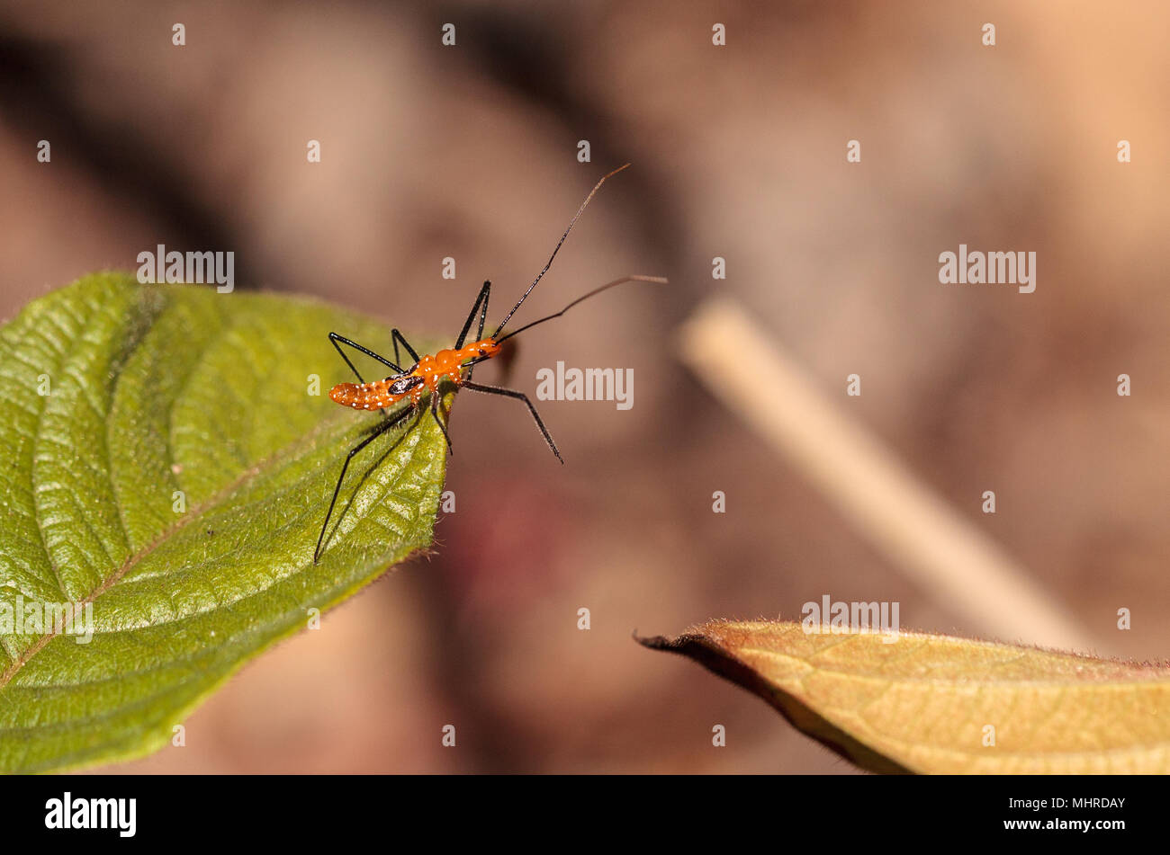 Arancione milkweed adulti assassin bug, Zelus longipes Linnaeus su una foglia in un orto in Naples, Florida Foto Stock