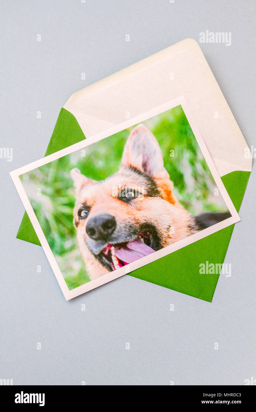 Busta verde con stampa fotografia di un simpatico divertente pastore tedesco cane ritratto su sfondo azzurro. Vista verticale. Foto Stock