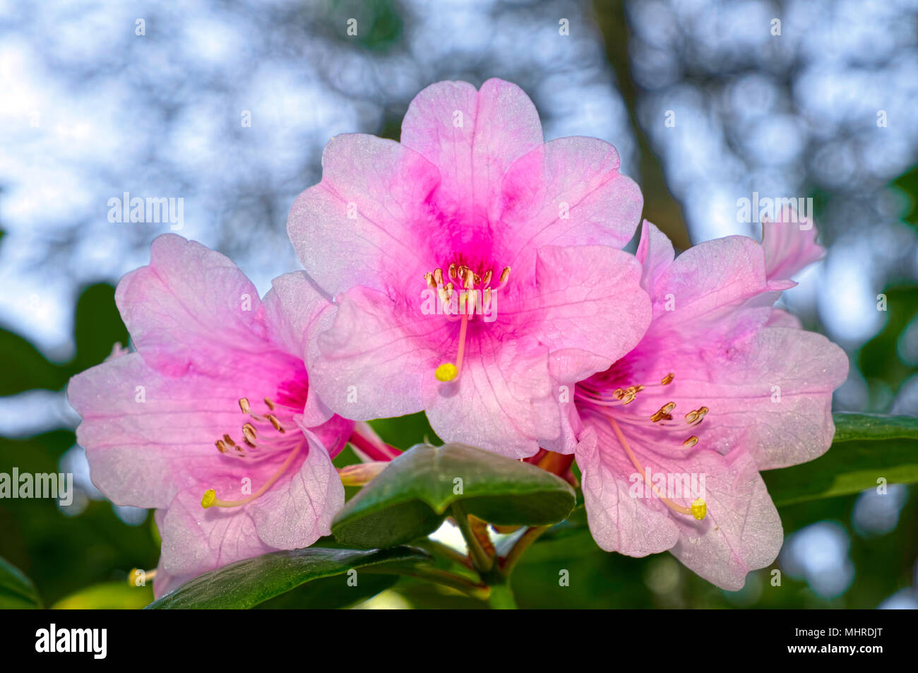 Fiori di rododendro, Beban Park, di Nanaimo, Isola di Vancouver, British Columbia, Canada Foto Stock