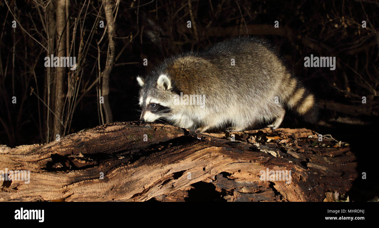 Un comune Raccoon lo sniffing di un registro di trama. Foto Stock